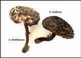 Strobilomyces confusus image