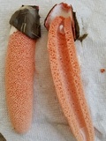 Phallus rubicundus image