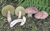 Xerocomus hortonii image