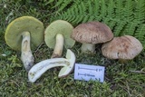 Xerocomus hortonii image