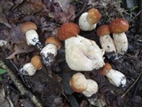 Boletus nobilissimus image