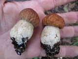 Boletus nobilissimus image