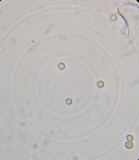 Amanita magna image