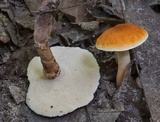 Microporellus dealbatus image