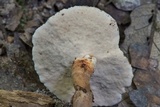 Microporellus dealbatus image