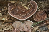 Nigroporus vinosus image