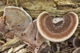 Nigroporus vinosus image