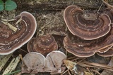 Nigroporus vinosus image