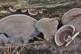 Nigroporus vinosus image