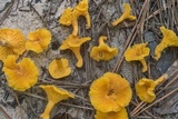 Cantharellus tabernensis image