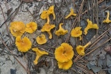 Cantharellus tabernensis image