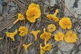 Cantharellus tabernensis image