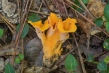 Craterellus odoratus image