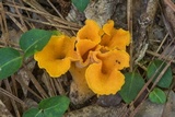 Craterellus odoratus image