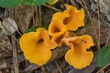 Craterellus odoratus image