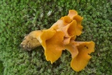 Craterellus odoratus image