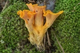 Craterellus odoratus image