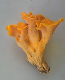 Craterellus odoratus image