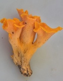 Craterellus odoratus image