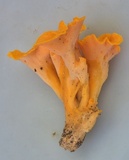 Craterellus odoratus image