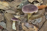 Tylopilus williamsii image