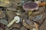 Tylopilus williamsii image