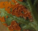 Gymnoconia nitens image