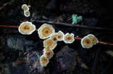 Stereum striatum image