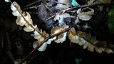 Stereum striatum image
