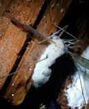 Eryniopsis caroliniana image