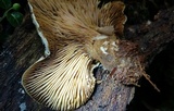 Tapinella atrotomentosa image