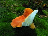 Lactarius hygrophoroides image