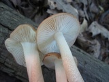 Oudemansiella furfuracea image