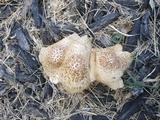 Pluteus petasatus image