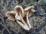 Pluteus petasatus image