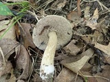 Tylopilus sordidus image