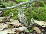 Clavulina coralloides image