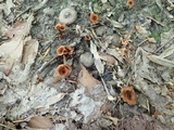 Coltricia cinnamomea image