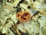 Coltricia cinnamomea image