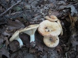 Lactarius psammicola image