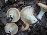 Lactarius psammicola image