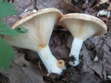 Lactarius psammicola image
