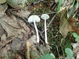 Xerula megalospora image