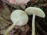 Xerula megalospora image