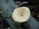 Polyporus craterellus image