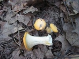 Cantharellus phasmatis image