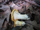 Cantharellus phasmatis image