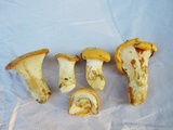 Cantharellus phasmatis image