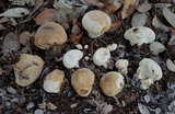 Lycoperdon pratense image