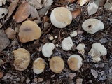 Lycoperdon pratense image
